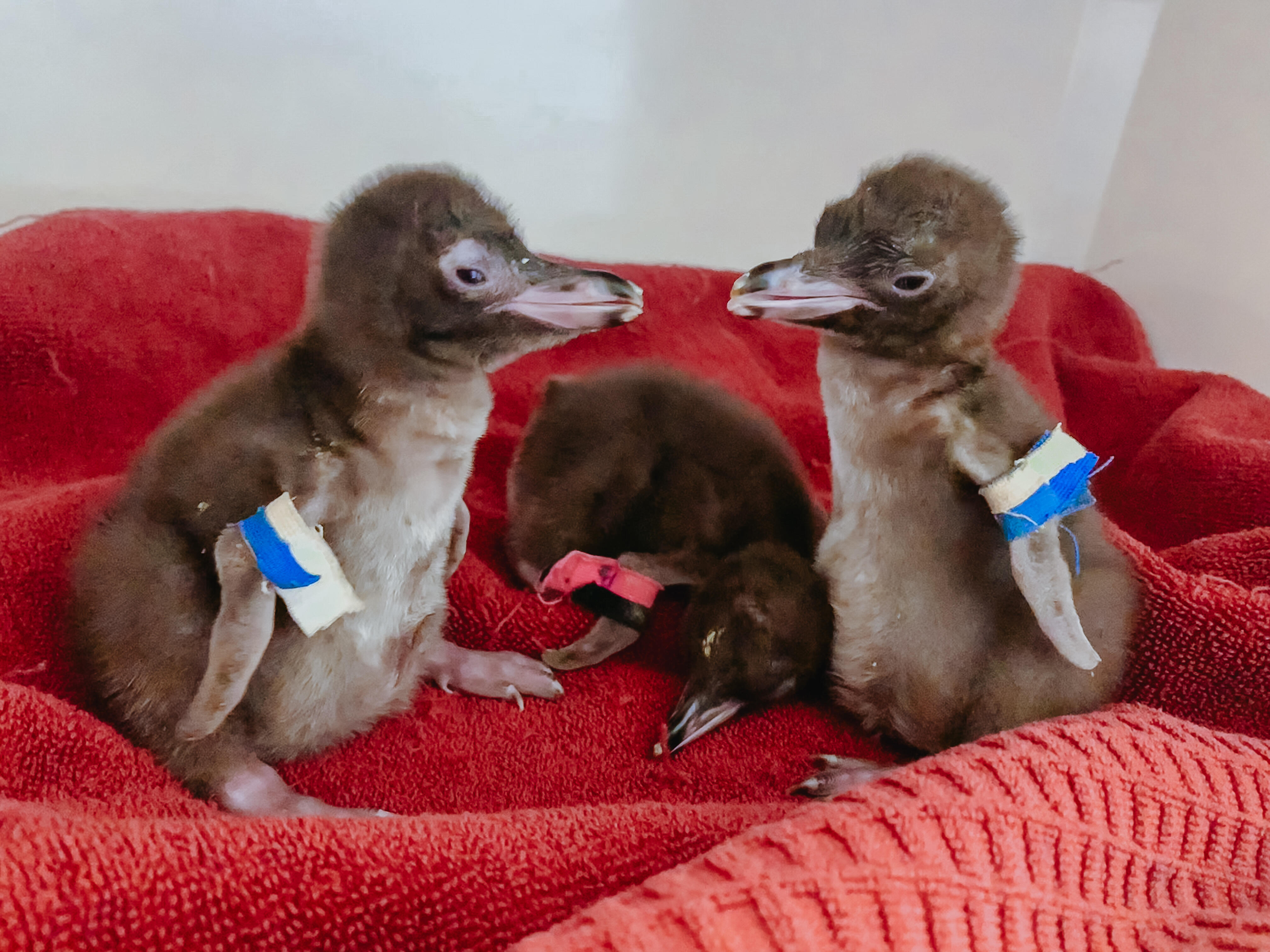 Conservationists join forces to care for precious penguins