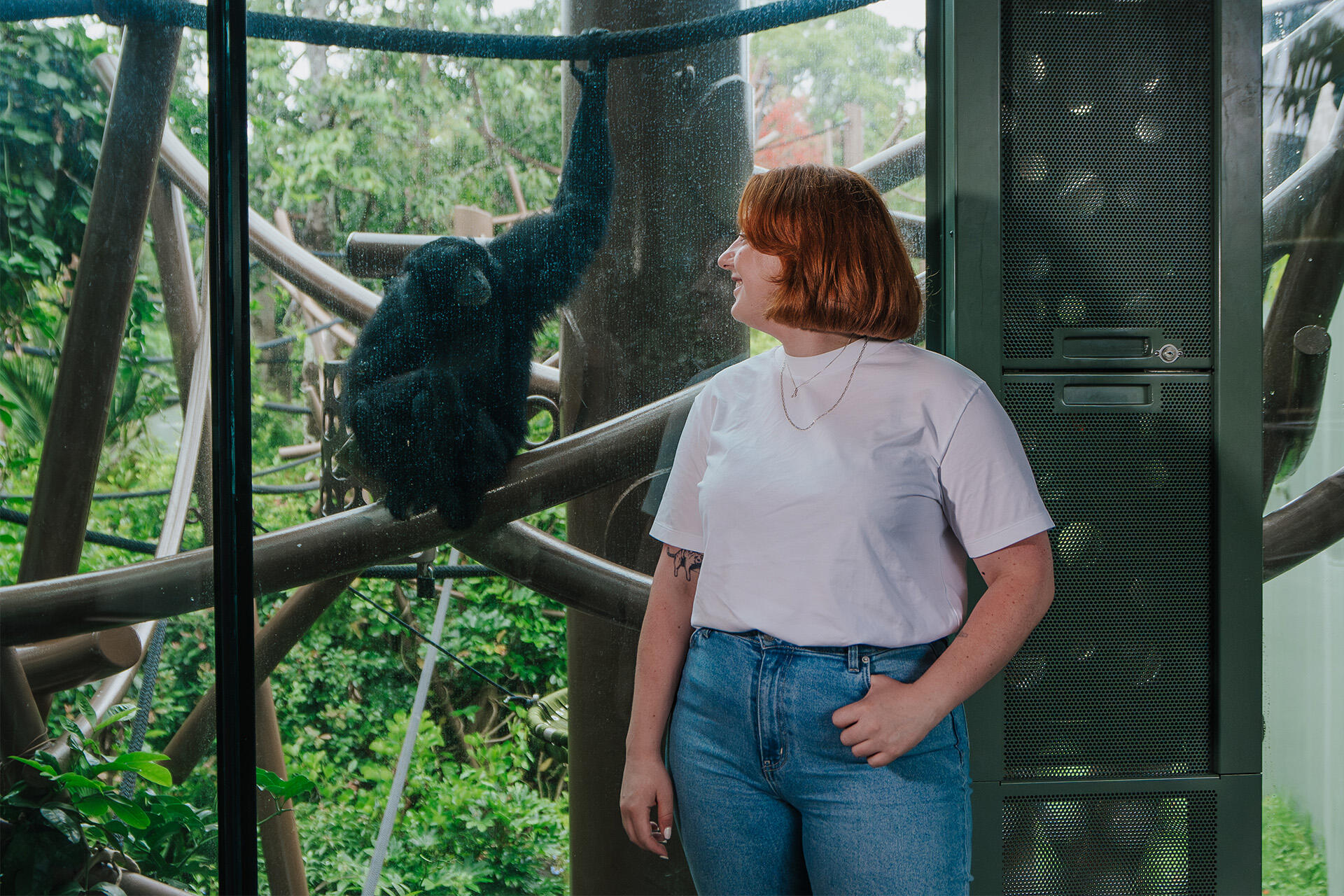 Examining the links between hormones and behaviour in siamang