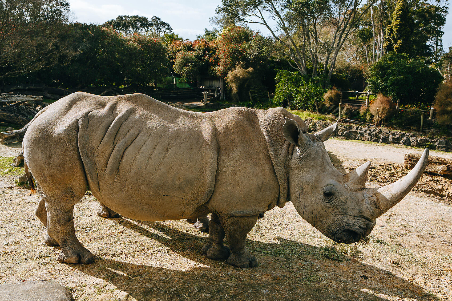 Join us in celebrating World Rhino Day and a rhino pregnancy!