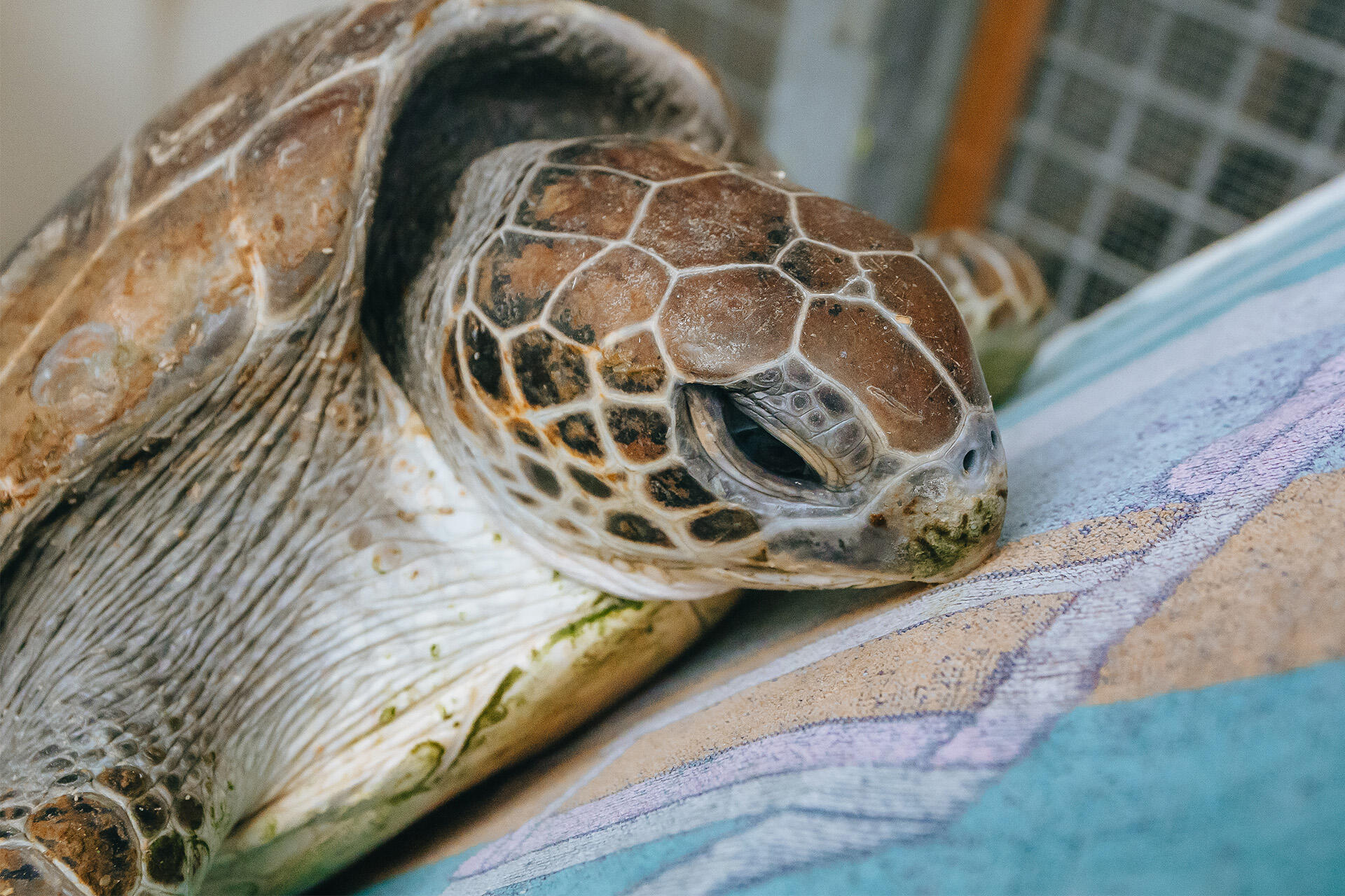 A wave of sea turtles arriving at Auckland Zoo