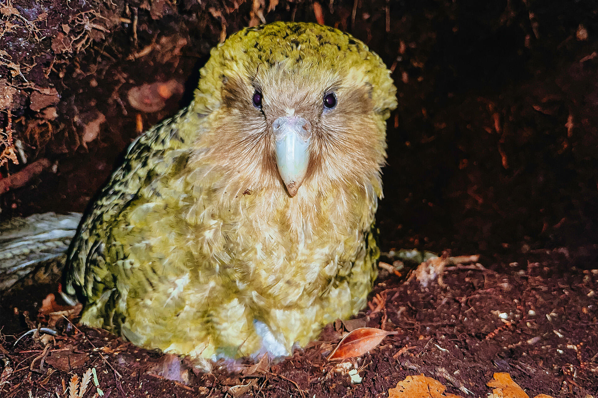 A bumper kākāpō breeding season