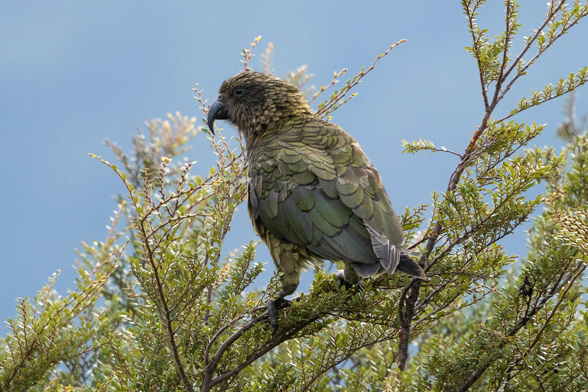 We’re helping to conserve these beautiful alpine parrots!