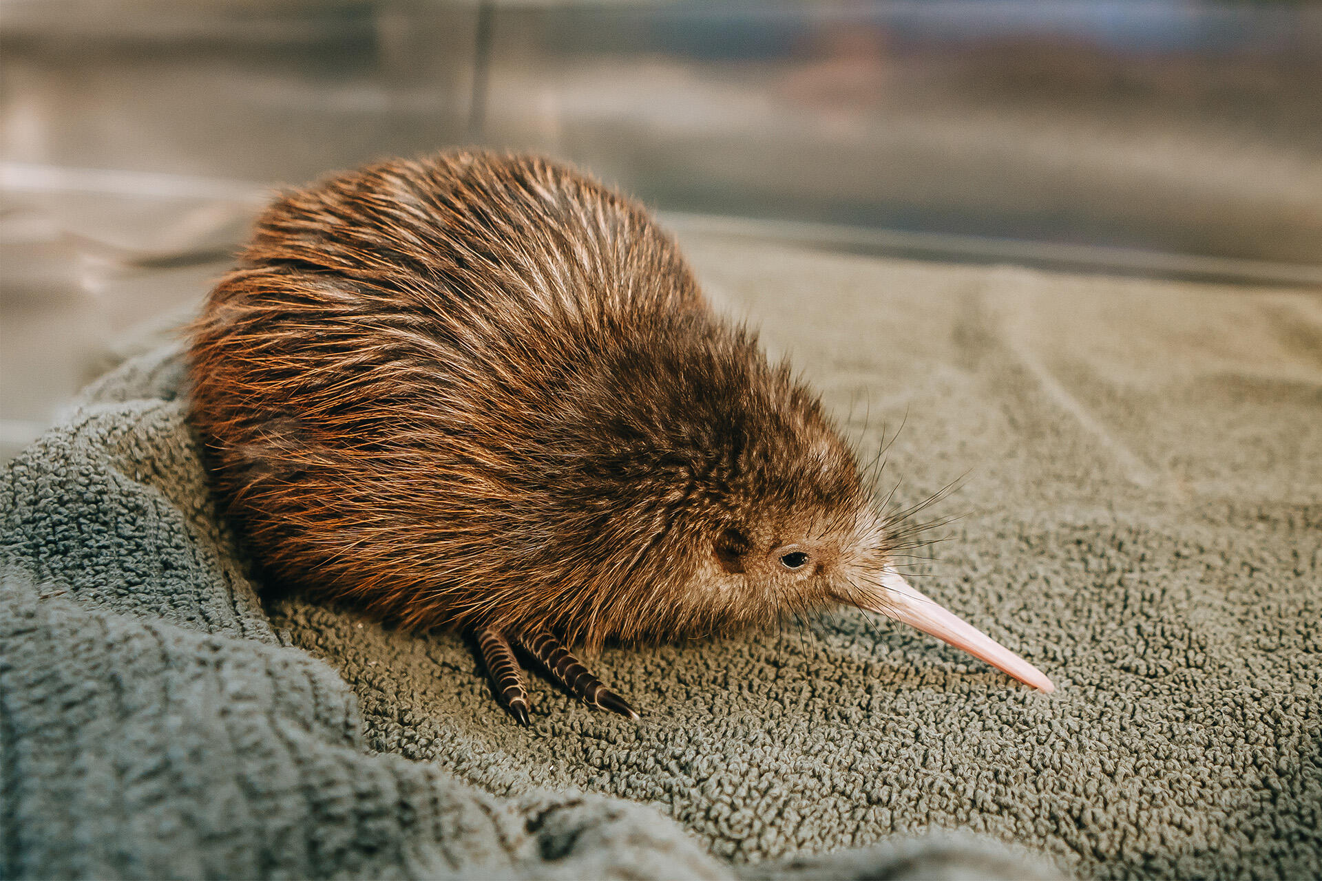 Kiwi hatched on Christmas returns to its island home