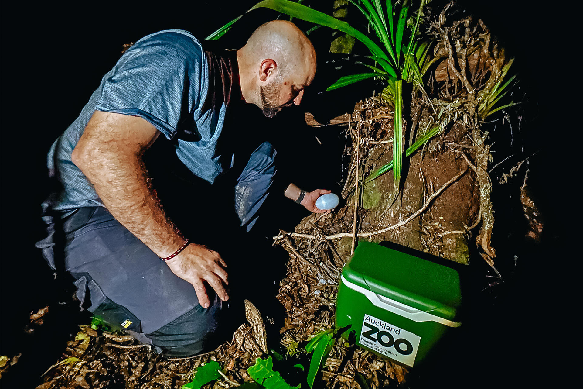How do conservationists replicate how kiwi incubate their eggs?
