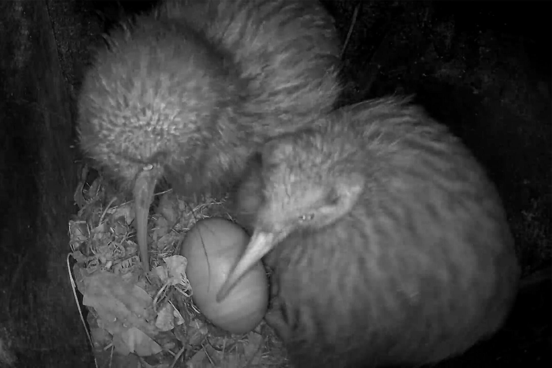 Kiwi incubating smart eggs for science