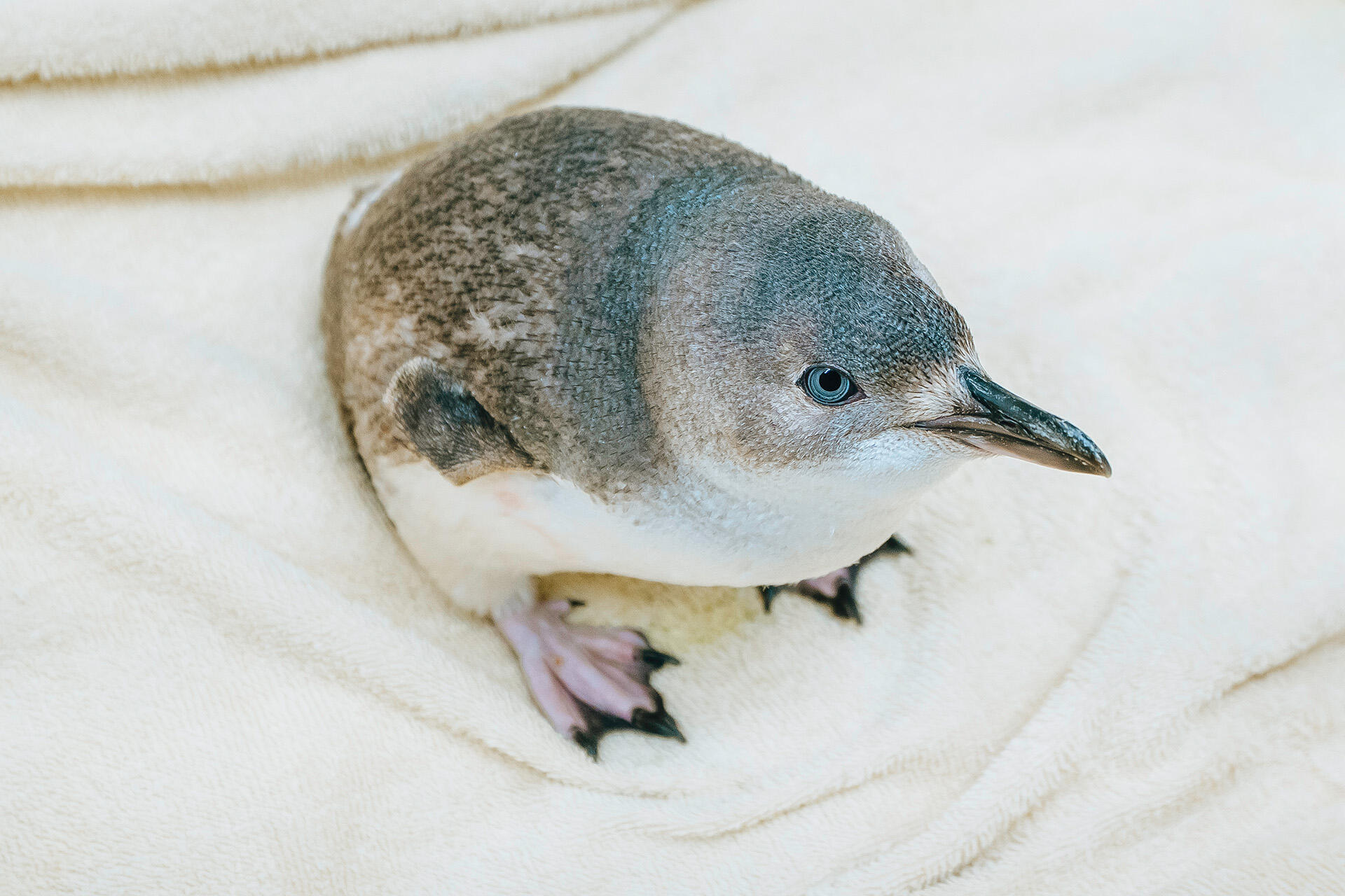 This penguin was rescued from the bus lane of the Harbour Bridge!