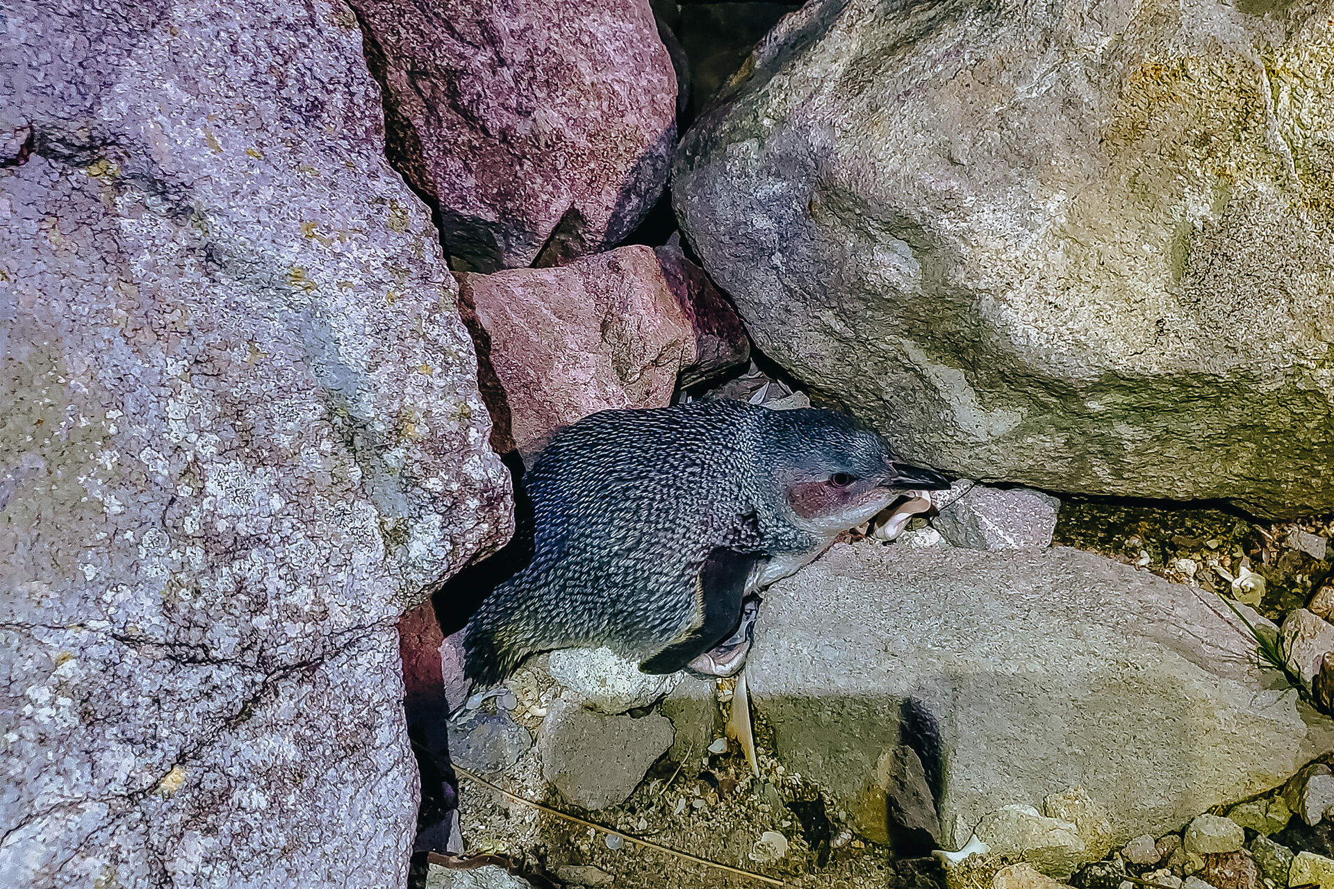 Conservation collaboration for the world’s smallest penguin!