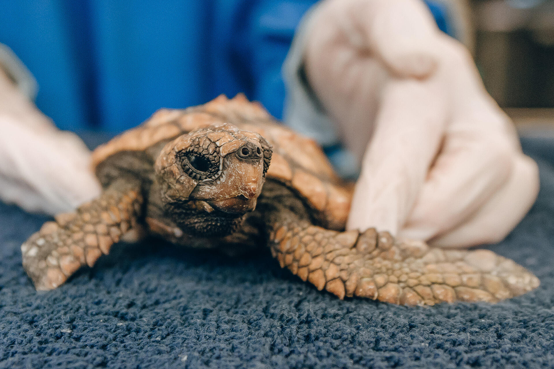 Plastic in turtle a timely reminder to care for our moana
