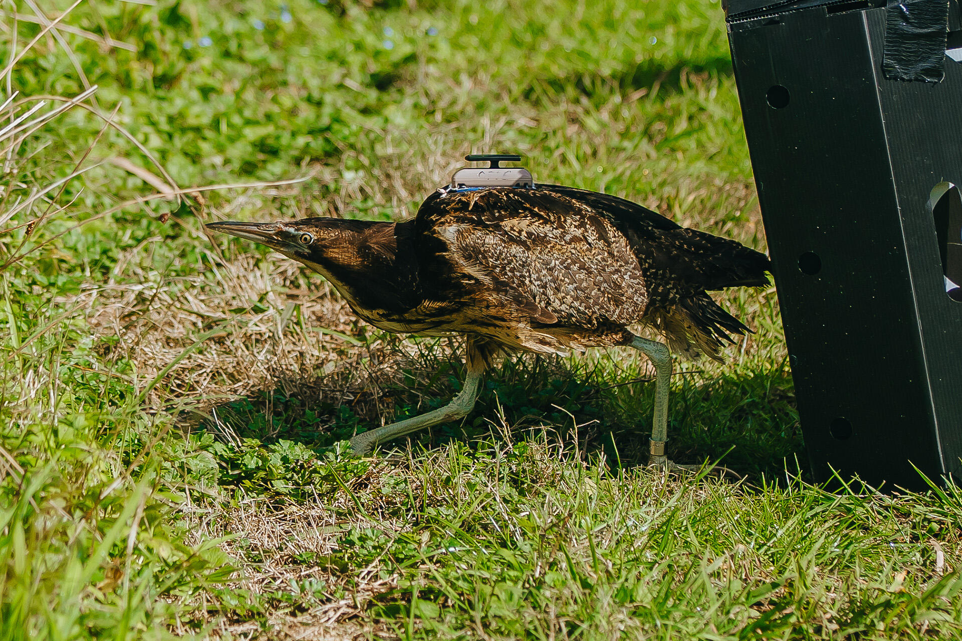 Winning outcome for critically ill wetlands bird