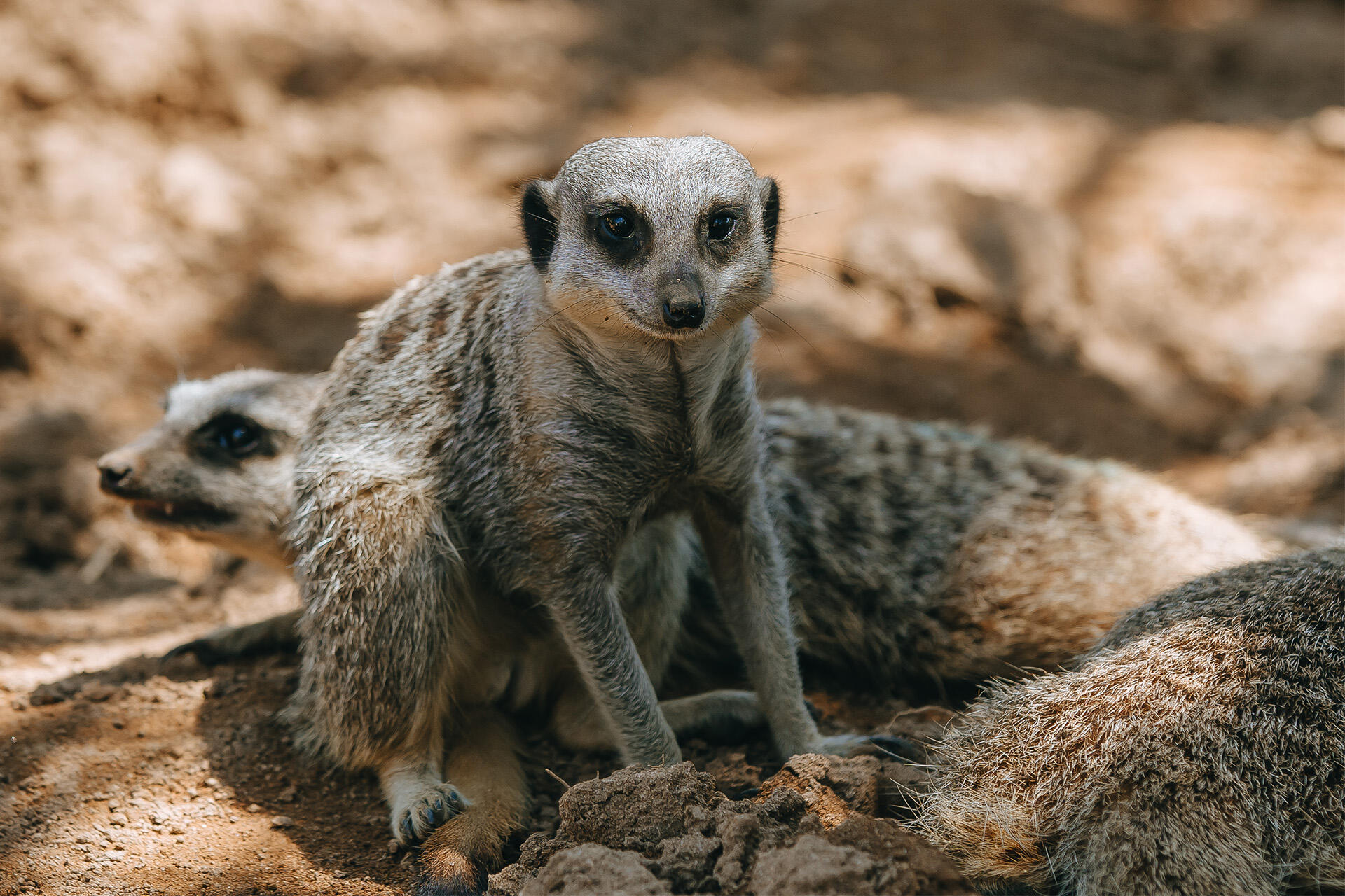 We’ve got a new arrival to our Zoo – female meerkat Adia!