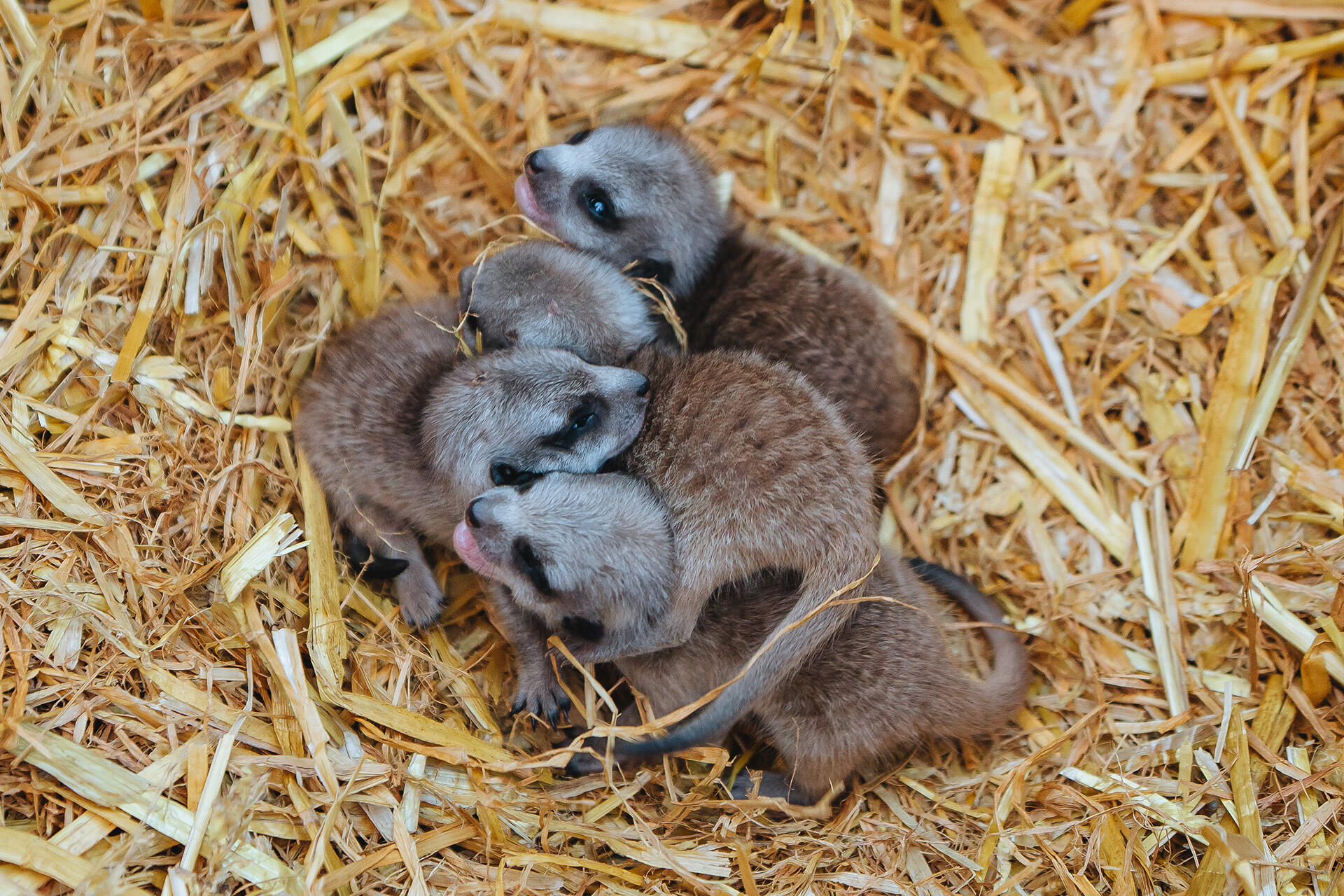 Zoo welcomes meerkat pups!