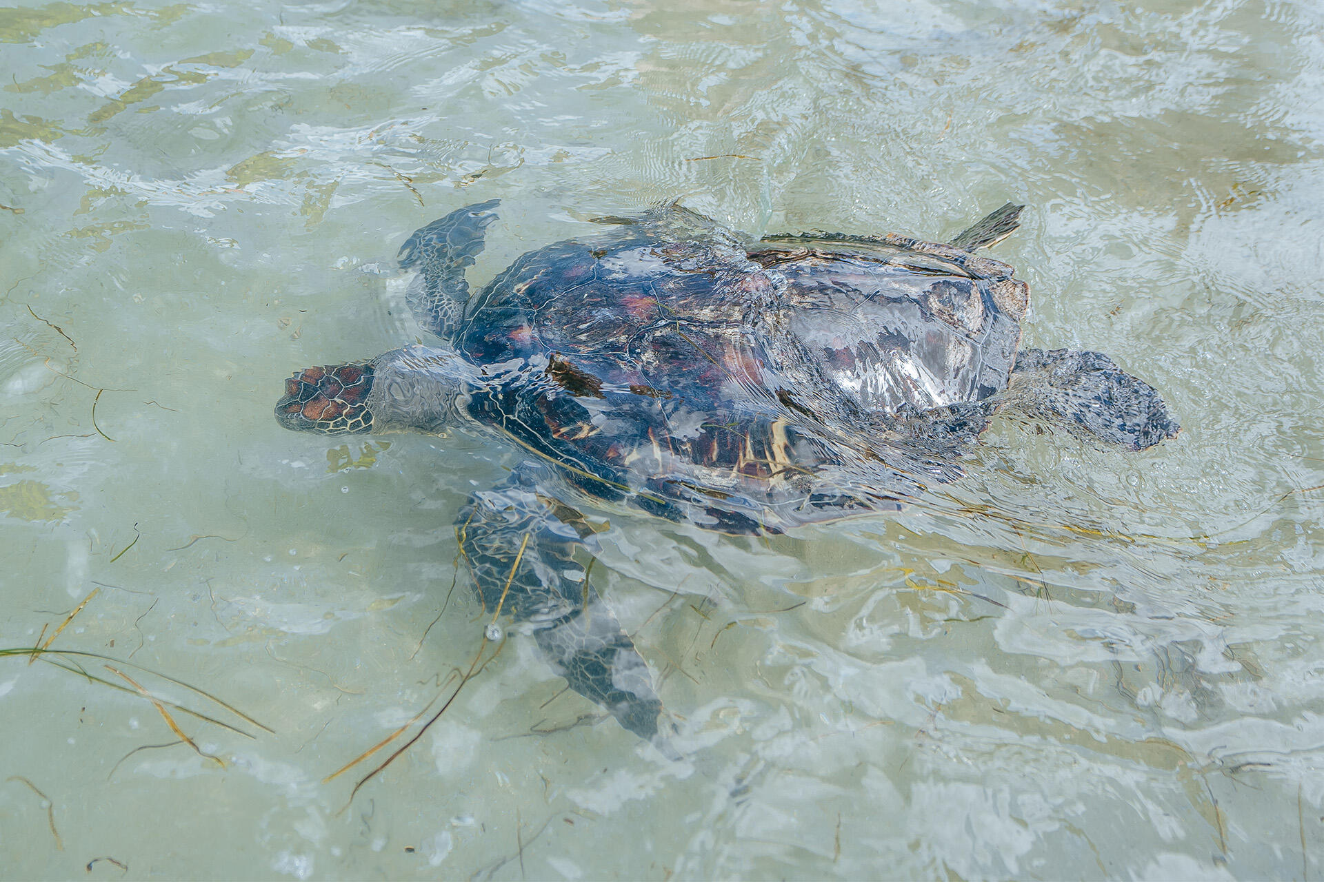 Sea turtles return to wild