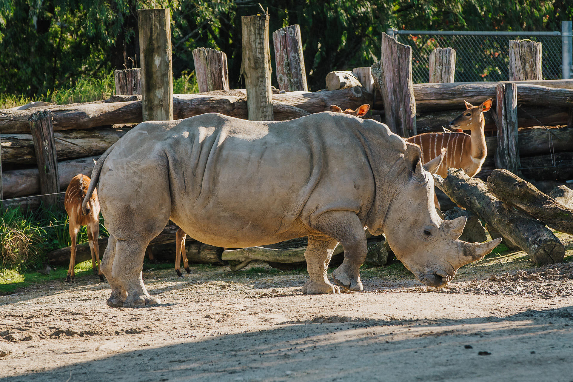 Rhino Nyah turns five