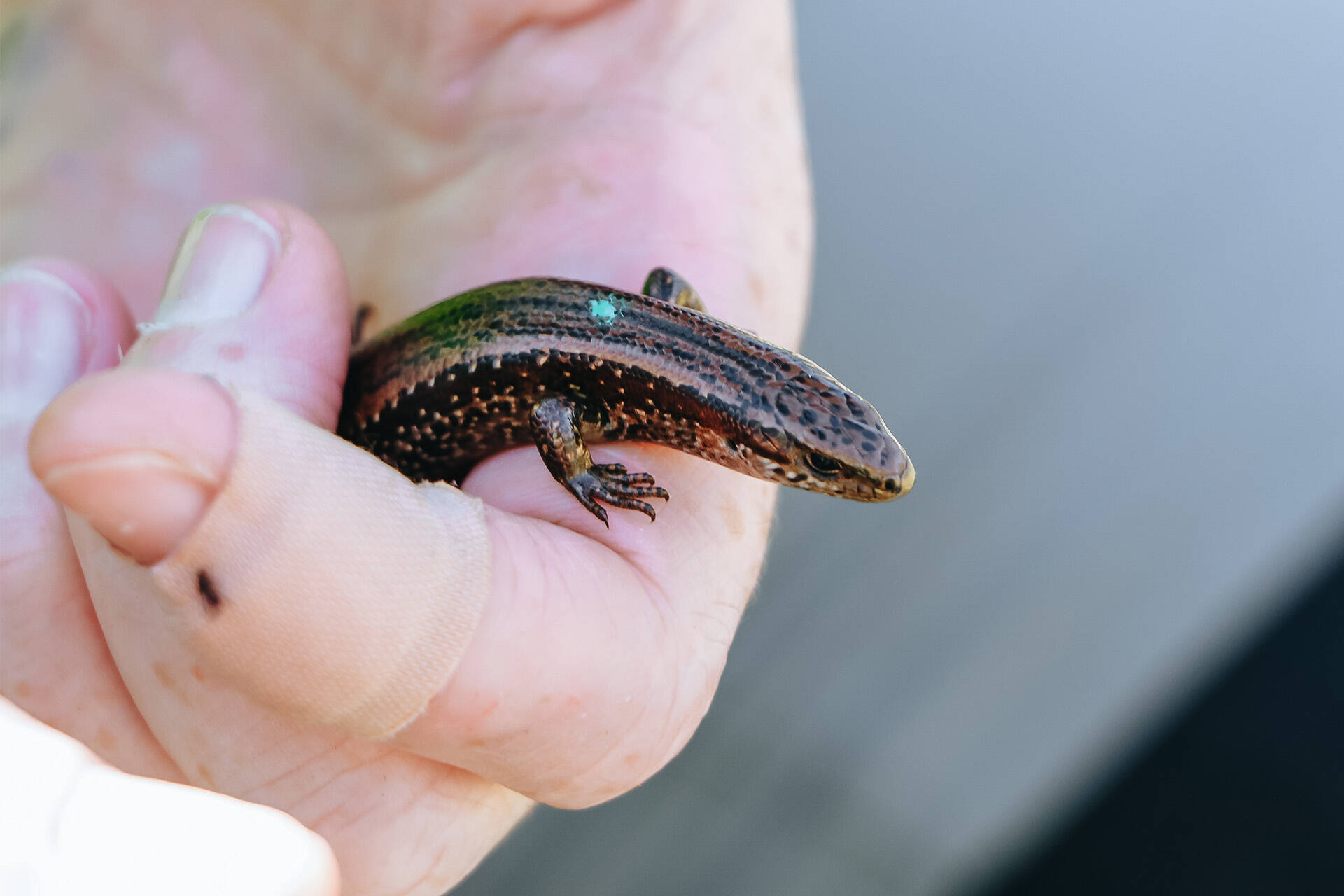 Searching for the Ōkārito skink