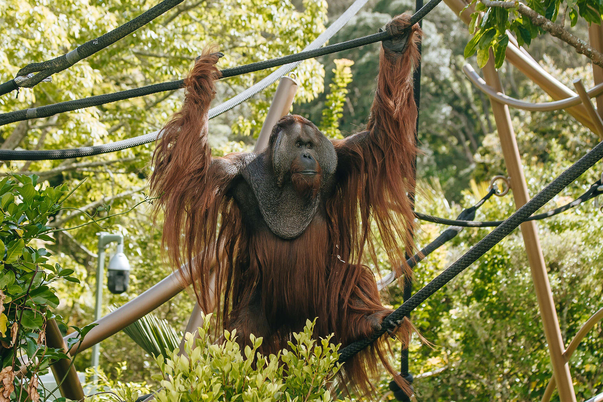Much-loved orangutan Charlie turns 45!