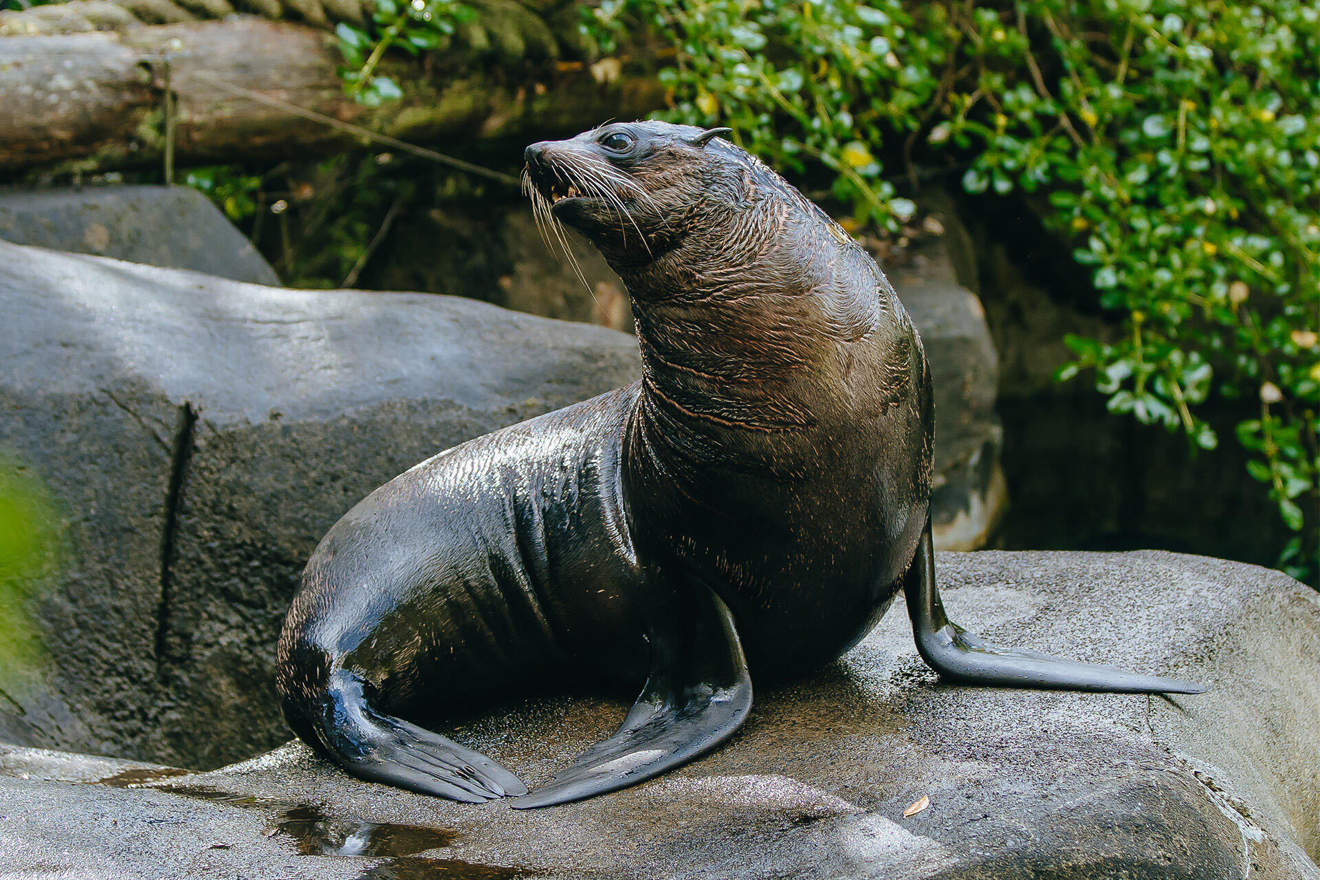 Zoo farewells much-loved elderly fur seal Ōrua