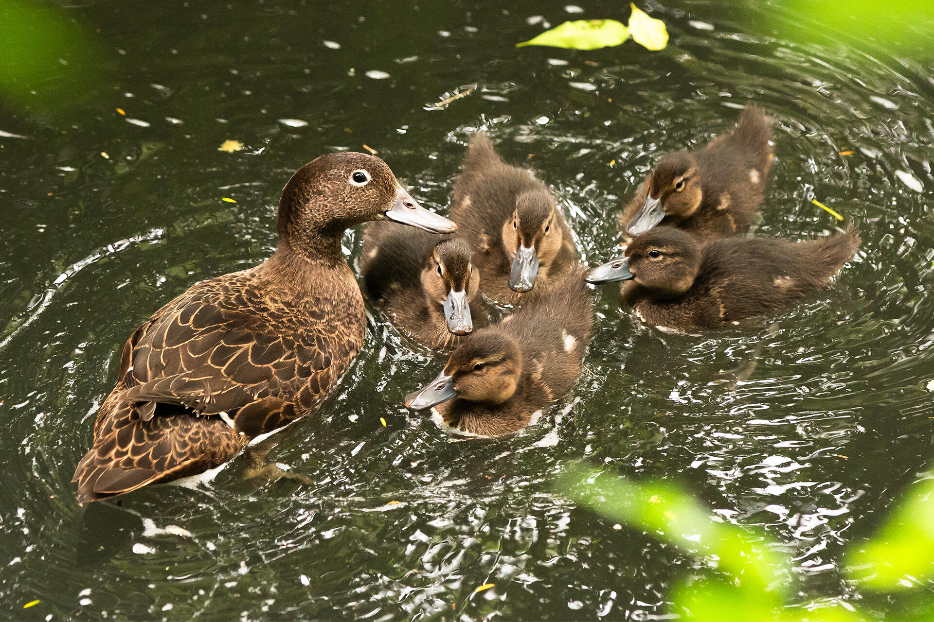 Zoo plea – please forego fireworks this Guy Fawkes