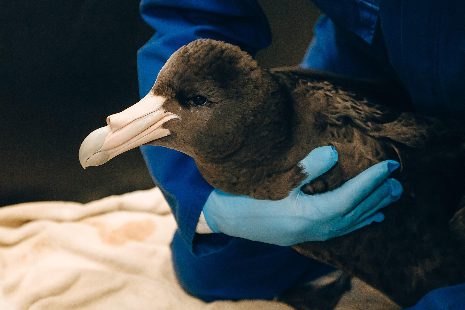 A triumphant recovery for this southern giant petrel!