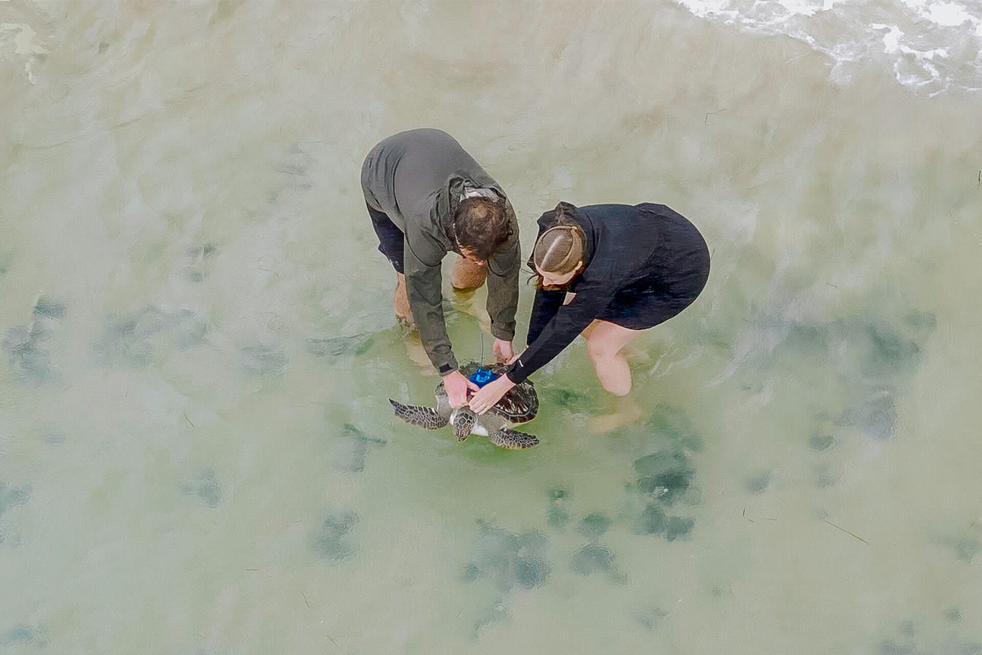 Great news for green sea turtles rehabbed and released!