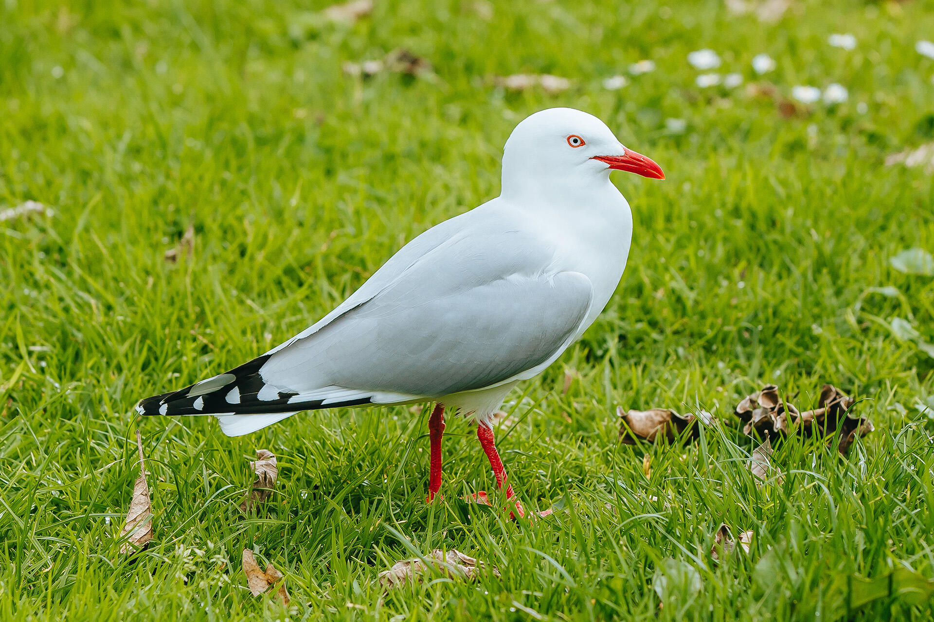 Vote tarāpunga/red-billed gull for Bird of the Year!