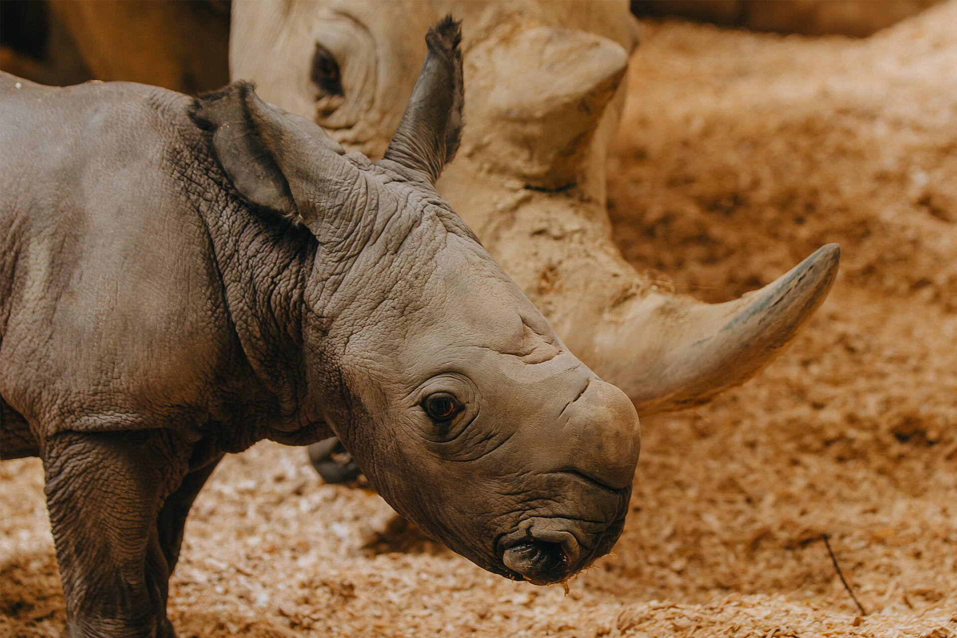 Auckland Zoo rhino Jamila delivers newborn in record time!