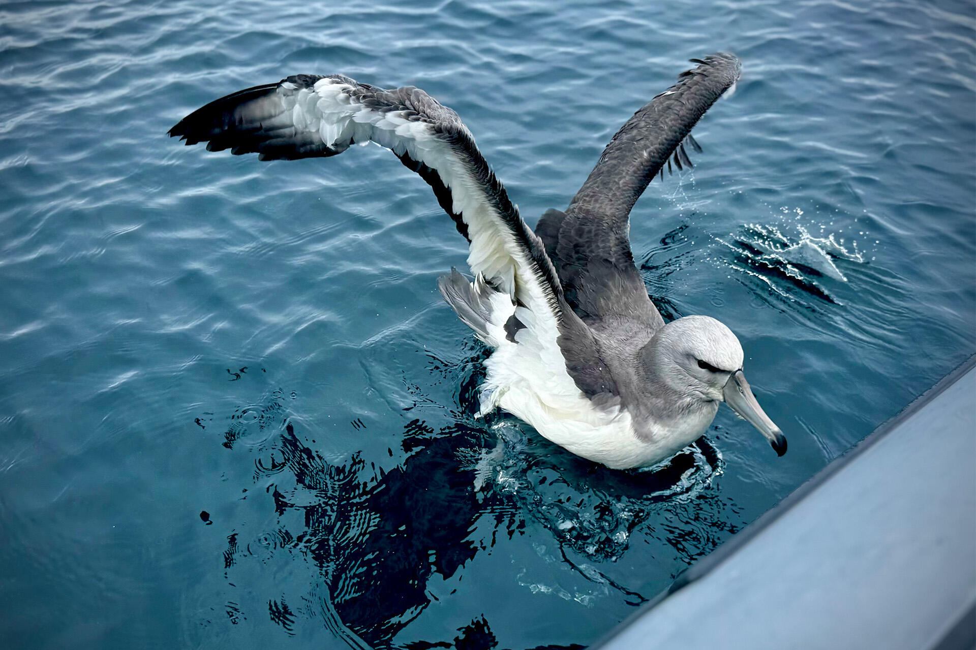 Rescued toroa returned to ocean home