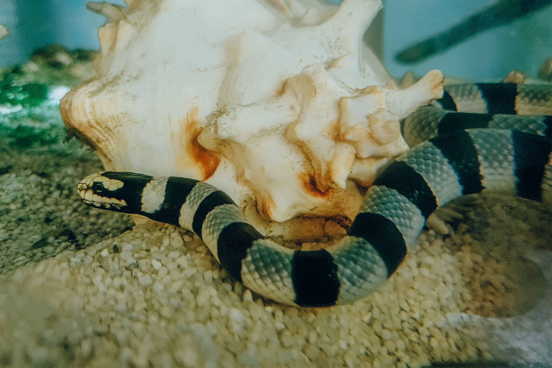Unique advocacy role for sea krait at Auckland Zoo
