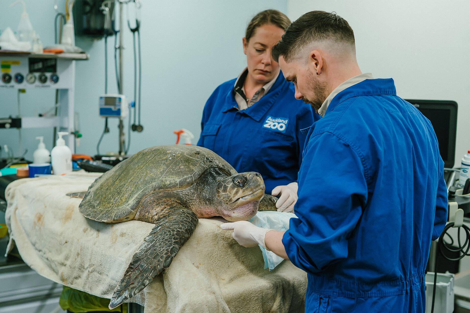 Zoo vet team care for injured olive ridley sea turtle