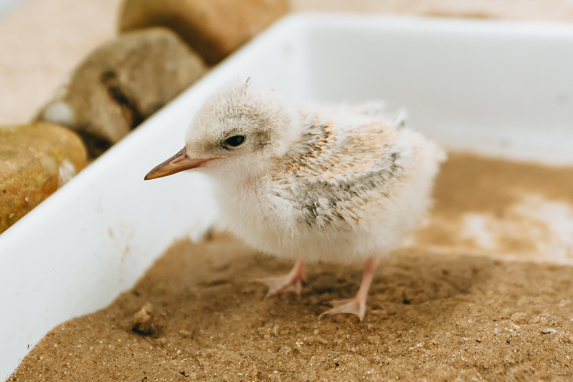 Successful season for rare New Zealand fairy tern!