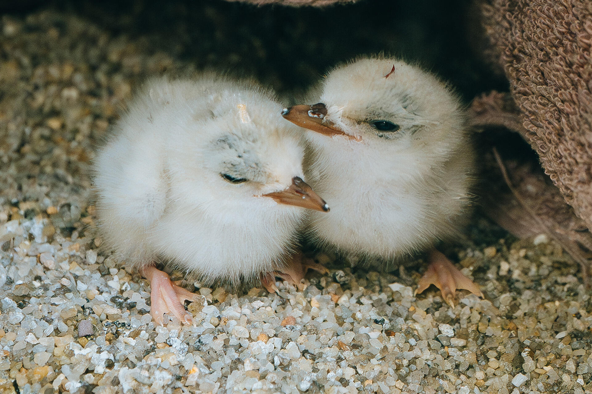 One good fairy tern deserves another