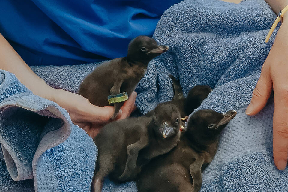Conserving vulnerable hoiho chicks 