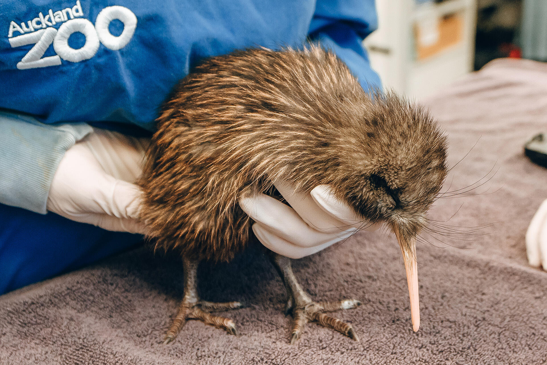 Wild kiwi chick is in recovery
