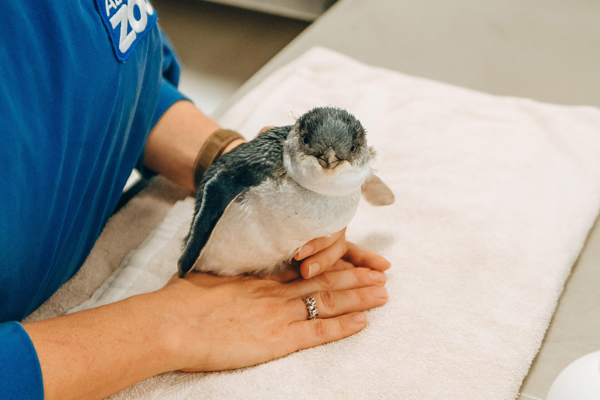 16 wild kororā admitted in 32 days