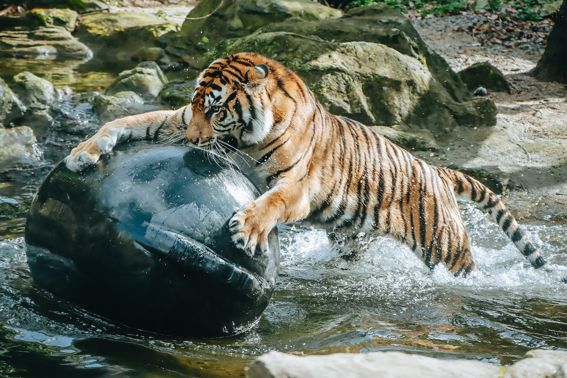 Enriching play a win for big cats