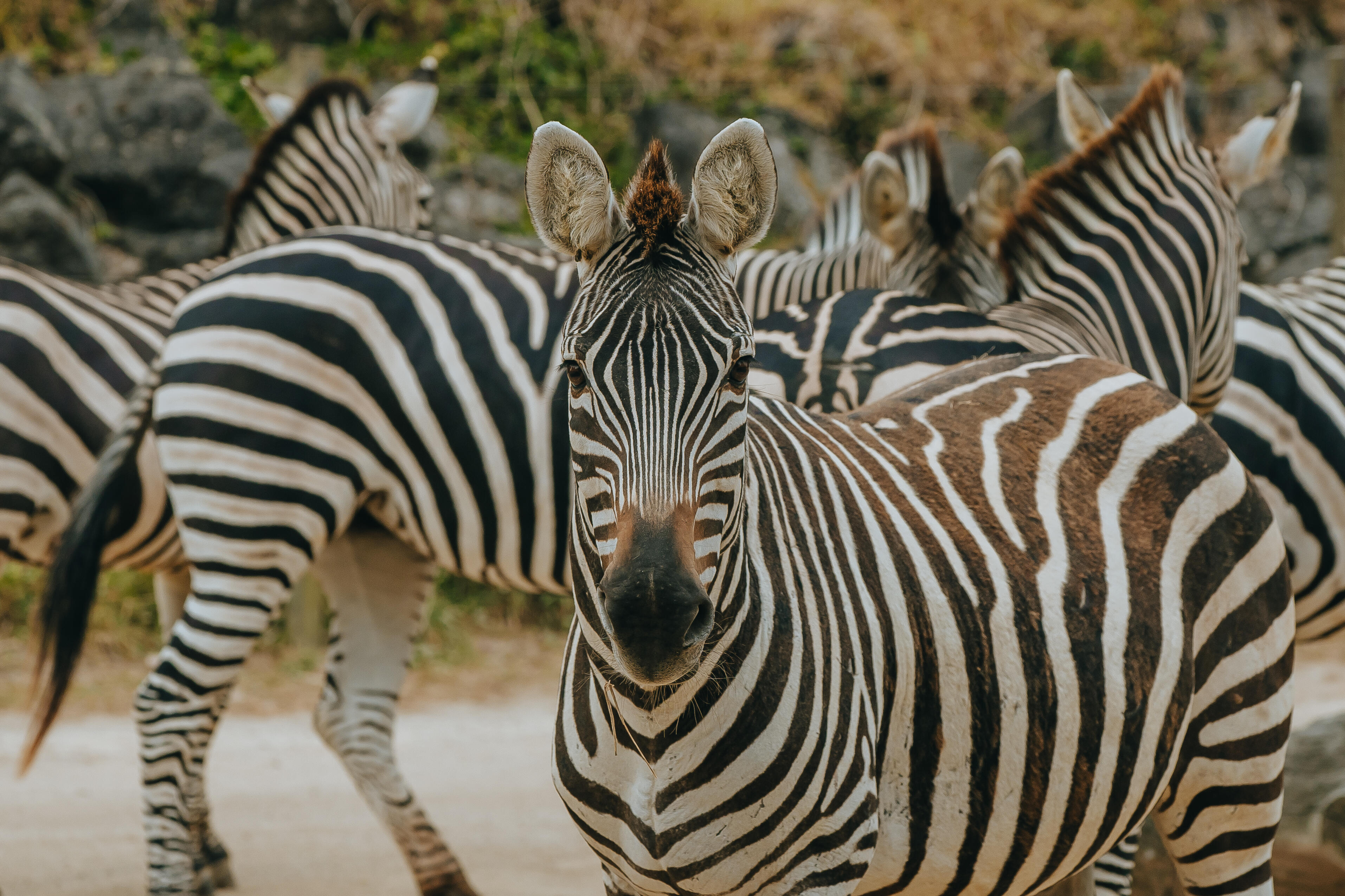 Caring for a dazzle of zebra!