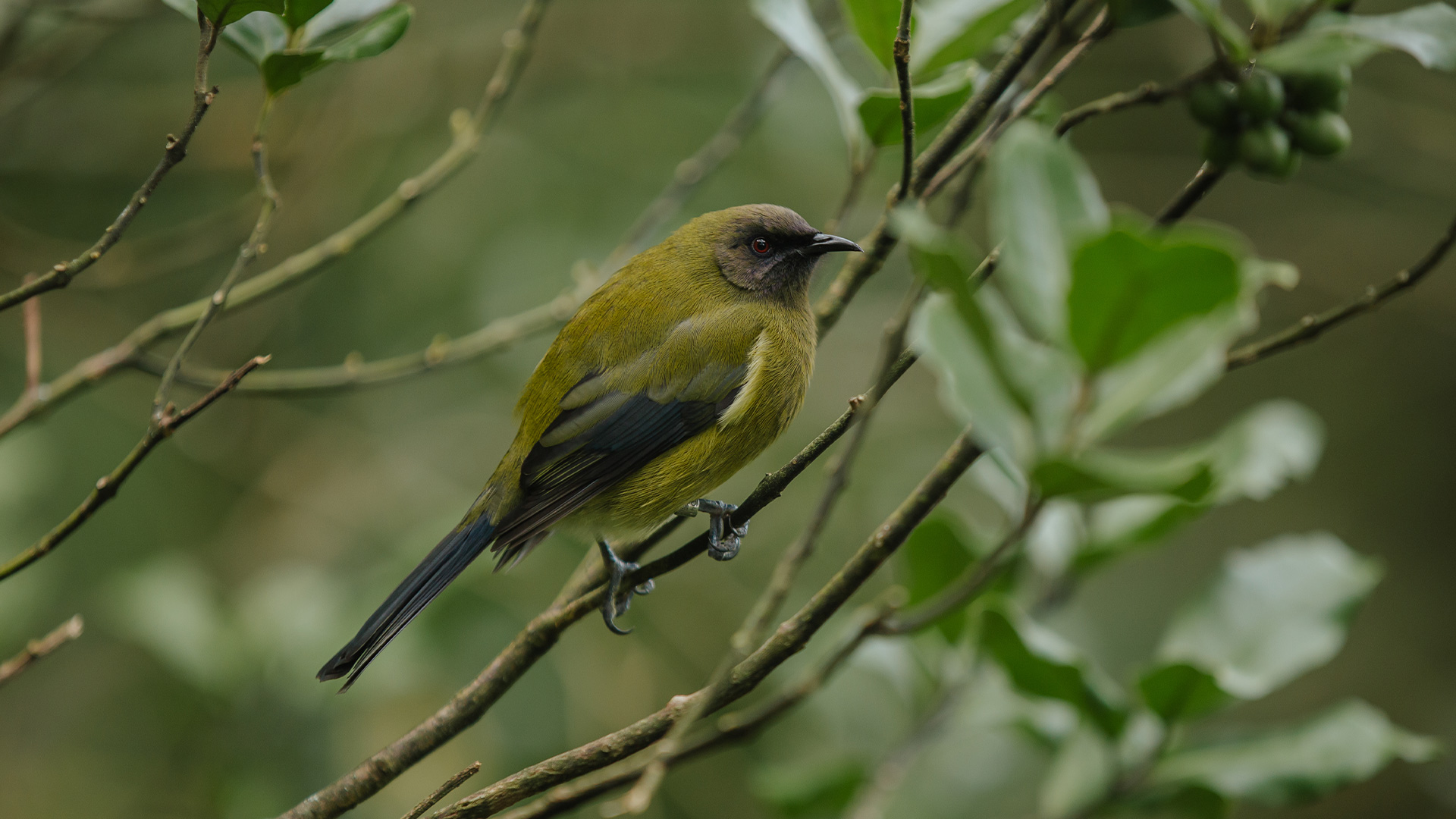 The wonders of wellbeing at Auckland Zoo