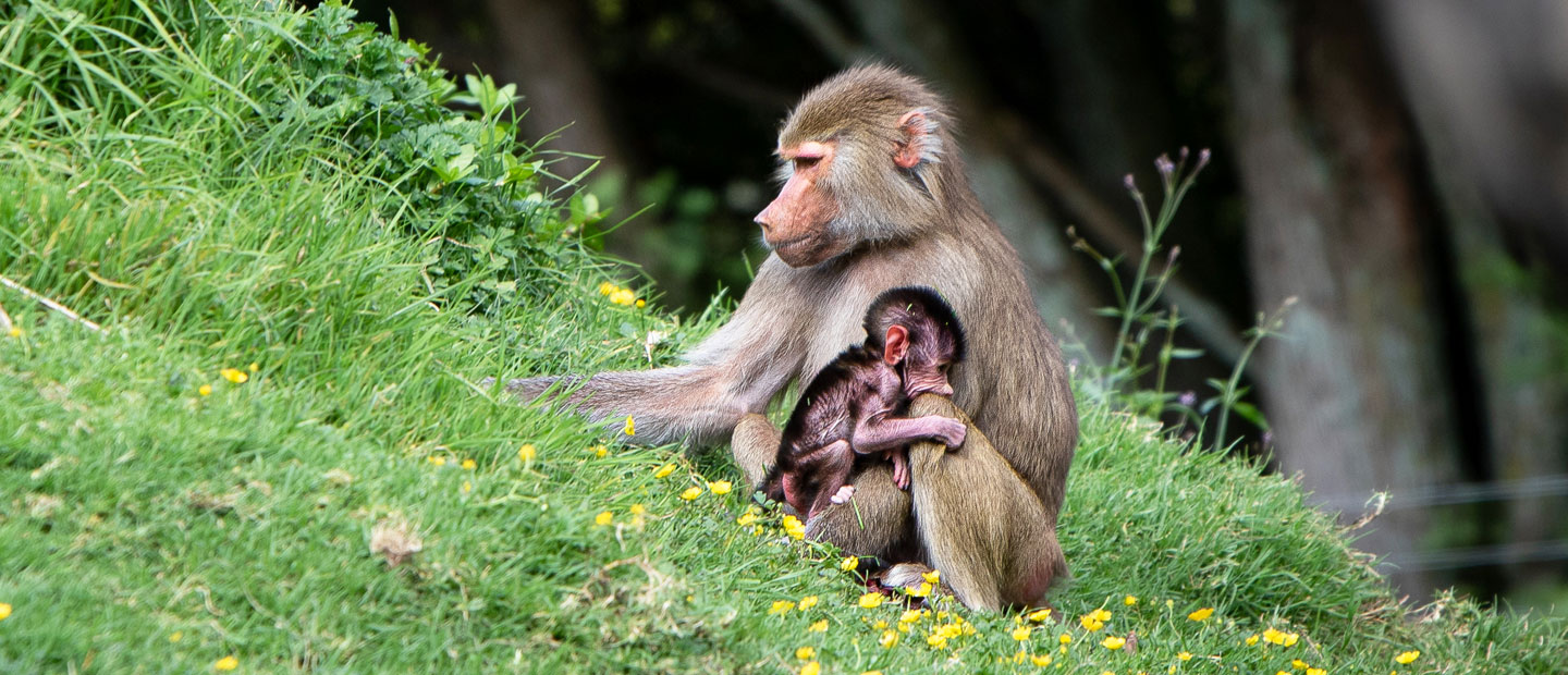 Auckland Zoo welcomes a baby Hamadryas baboon!
