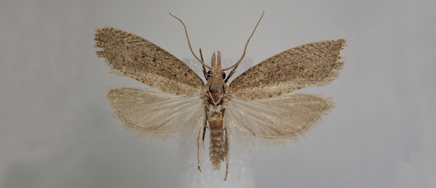 Small, rare and enigmatic - the Pollen Island moth