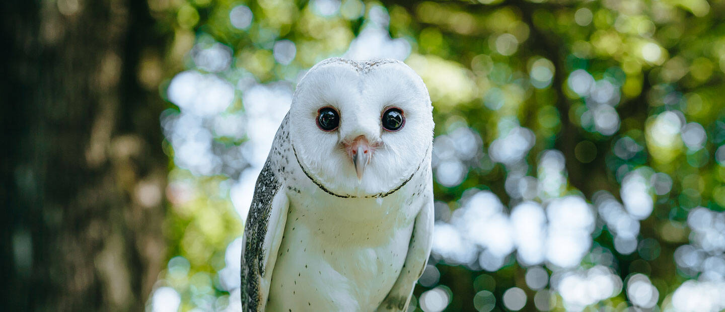 Beautiful barn owl chick is hand-reared at the Zoo