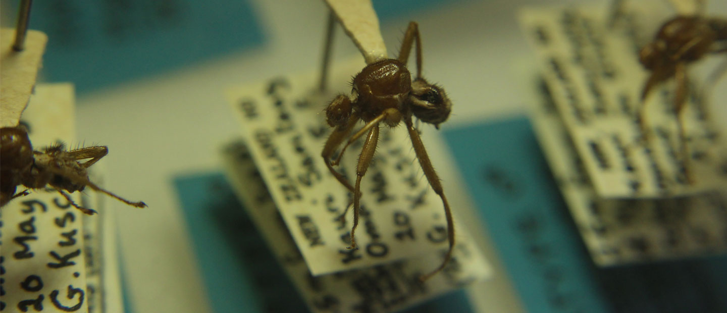 New Zealand's flightless hitch-hiking bat-fly!