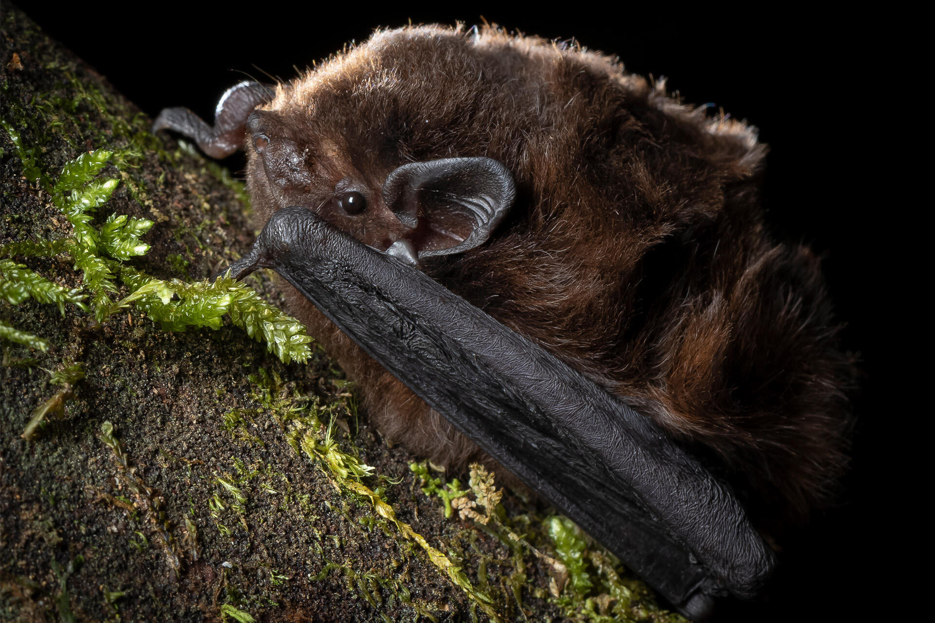 Conservationists are searching for native bats!