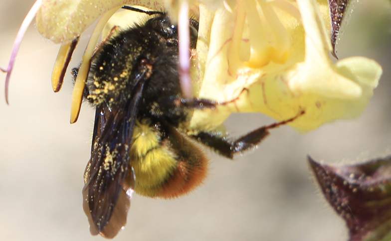 What’s the buzz on Nepal’s bumblebee?