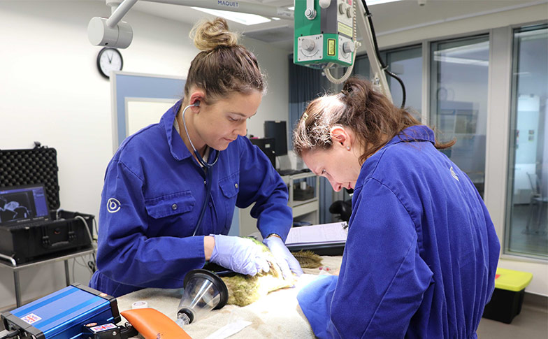 We have a new VIP patient at the Auckland Zoo Vet Hospital!