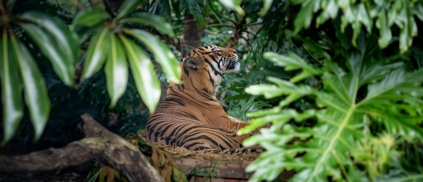 Zoo says heartfelt haere rā to tiger Berani