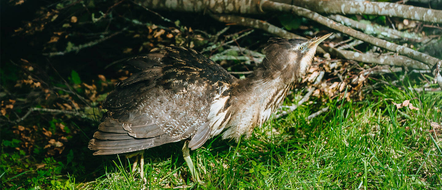 Auckland Zoo and DOC join forces to help critically ill matuku-hūrepo