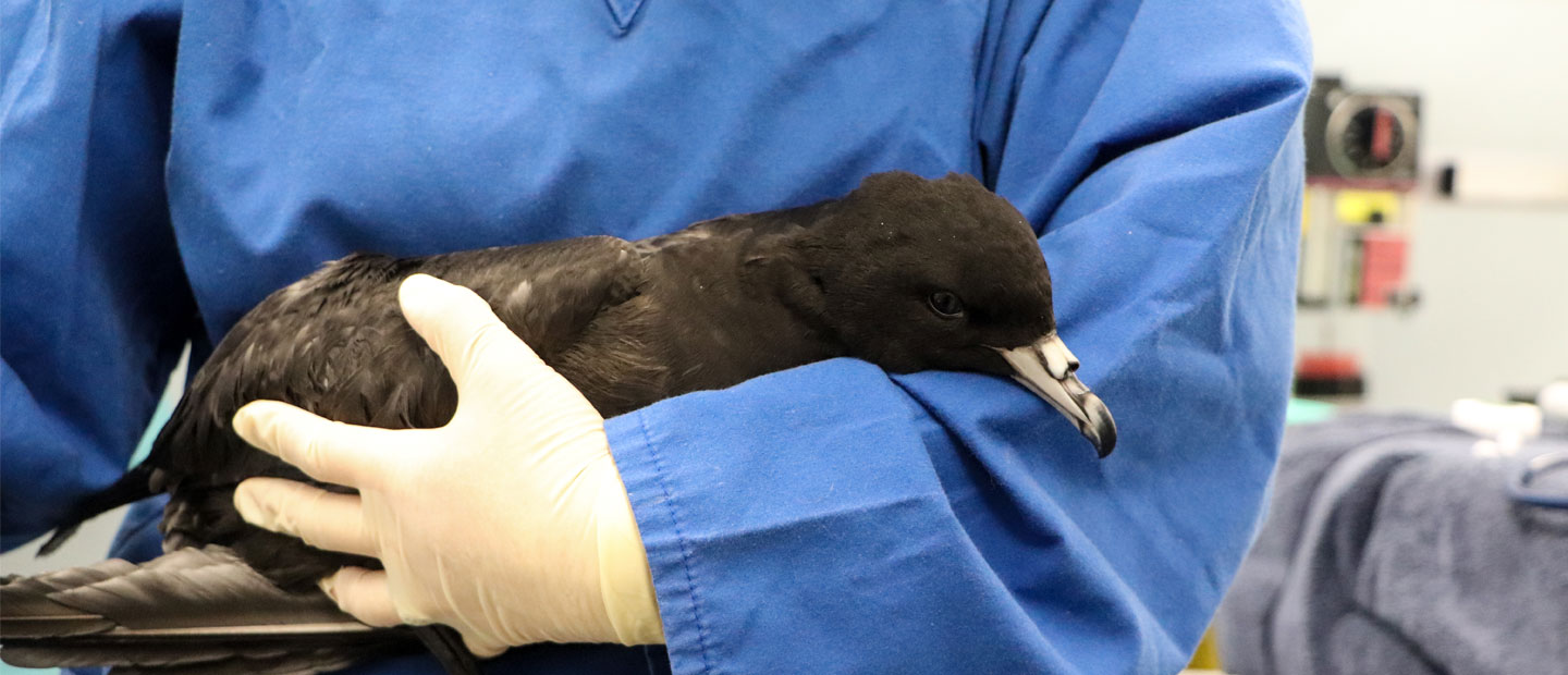 Vet Hospital stint for a black petrel patient