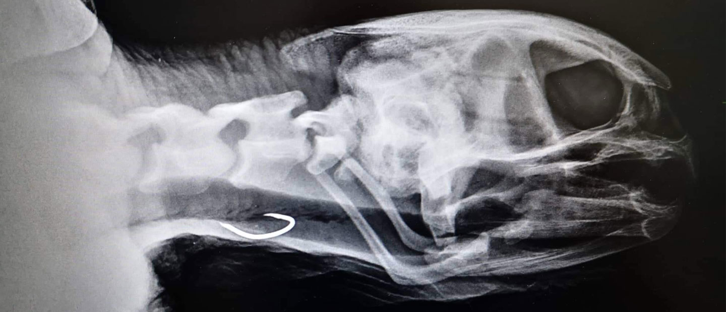 Injured sea turtle too sick to be saved
