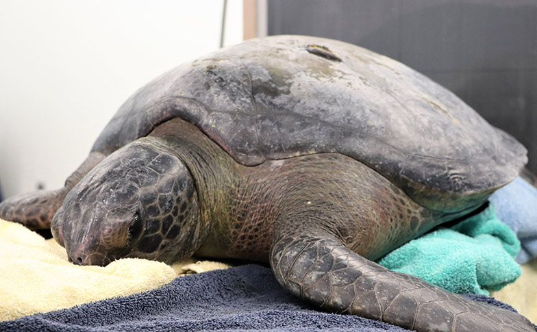 Black sea turtle found on Takapuna beach