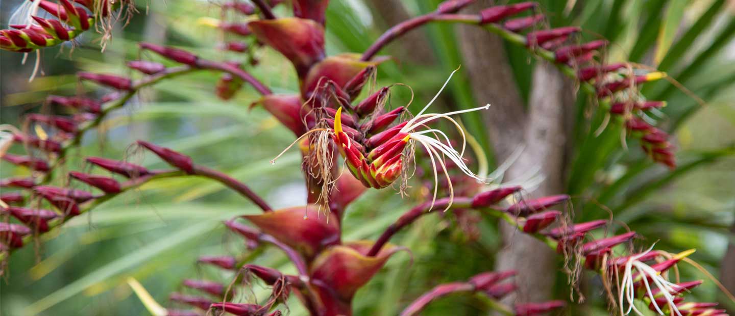 Striking survivalists - Alcantarea imperialis