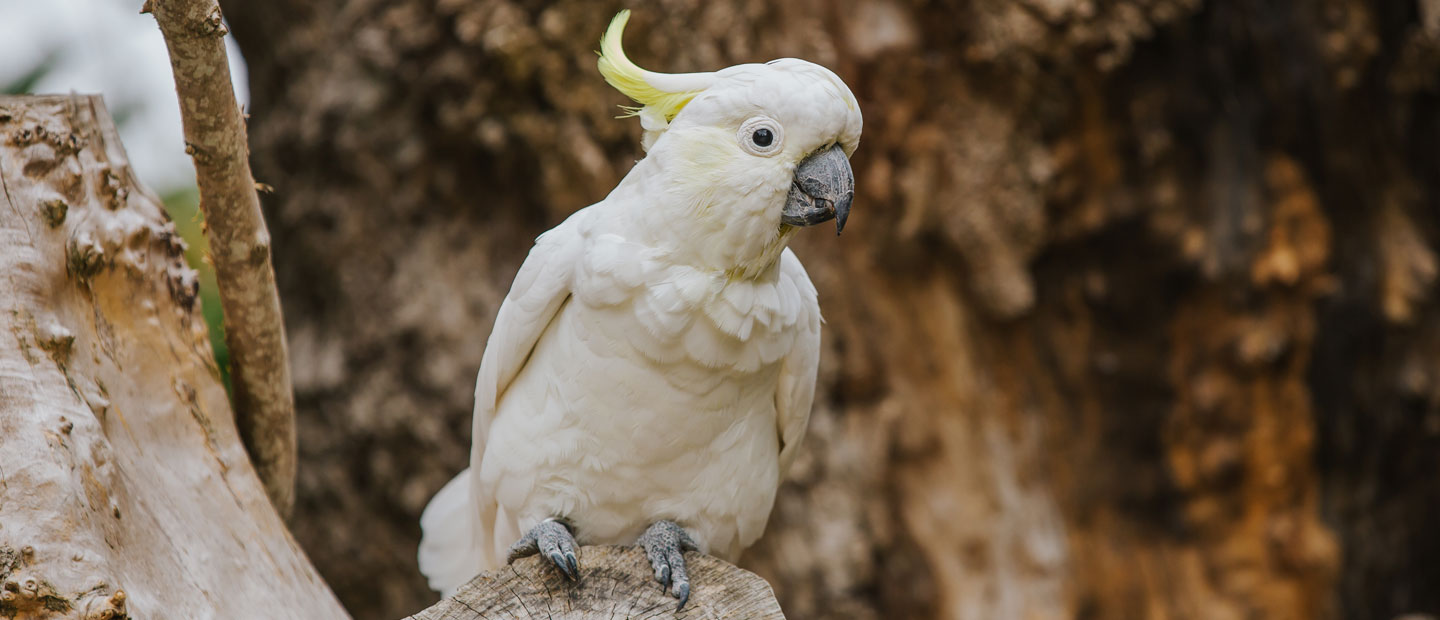 Auckland Zoo to reopen to general visitors late November